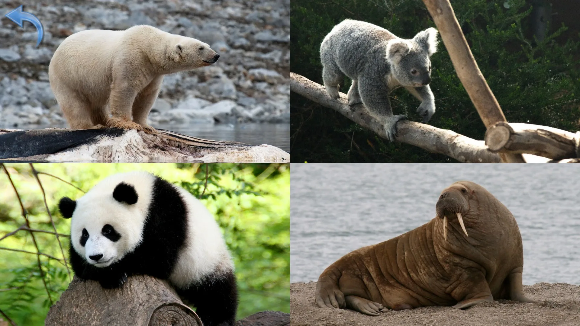 Animals for Toddlers screenshot 4