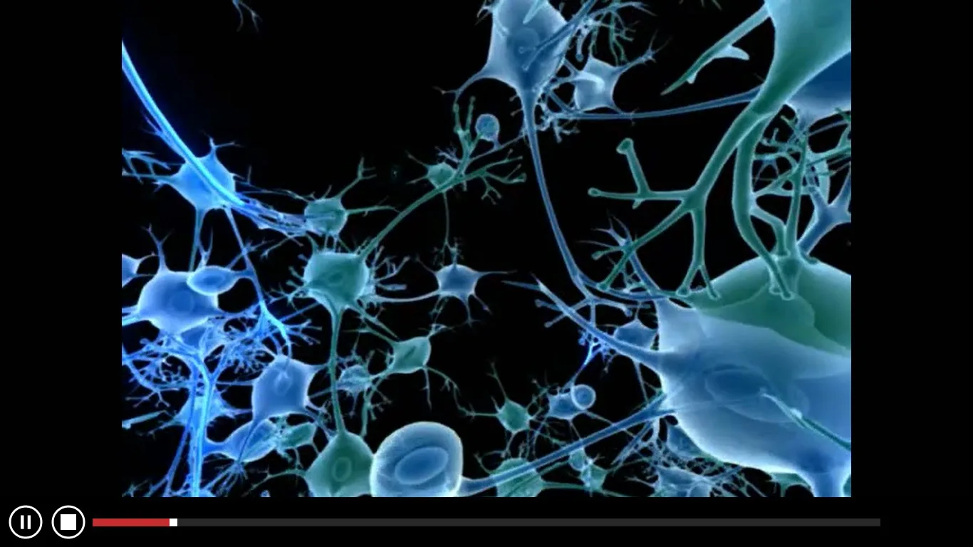 Anatomy Atlas - Animated screenshot 4