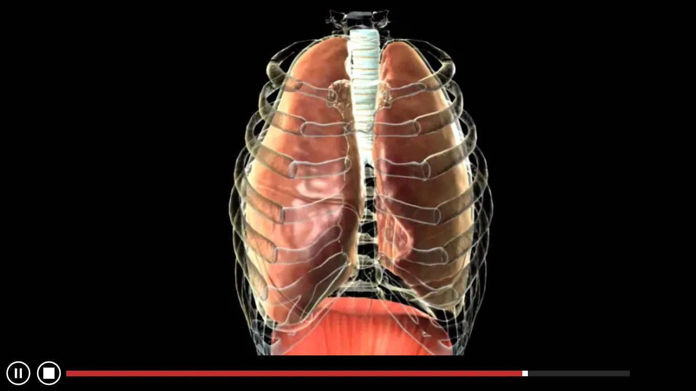 Anatomy Atlas - Animated screenshot 5