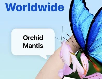 Picture Insect: идентификация screenshot 1