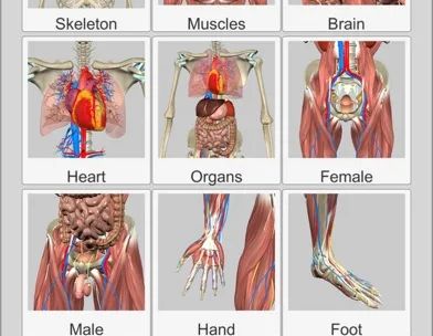 3D Anatomy screenshot 3