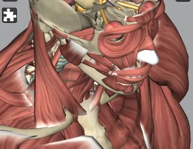 3D Anatomy Learning screenshot 4