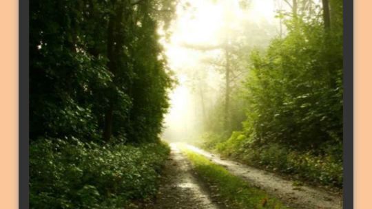 Relájese en el bosque - Sonidos de la naturaleza screenshot 3