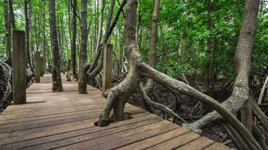 Wooden Walkways screenshot 3