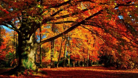 Autumn Colors screenshot 1