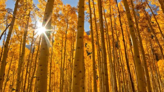 Autumn Colors screenshot 3