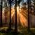 Forest for the Trees