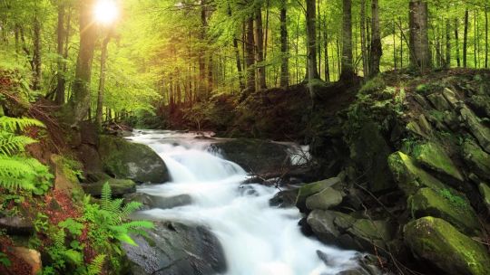 Forest for the Trees screenshot 1
