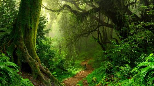 Forest for the Trees screenshot 2