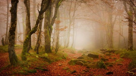 Forest for the Trees screenshot 4