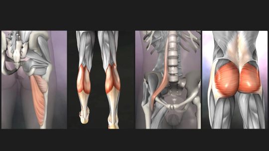 Anatomy Quiz Pro screenshot 2